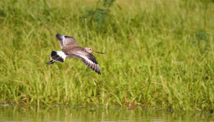 La justice annule la chasse de 3 oiseaux menacés dans les Antilles !